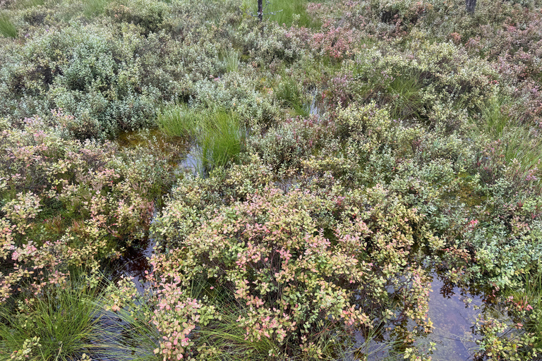 Nord de l'Estonie : circuit nature et mystère