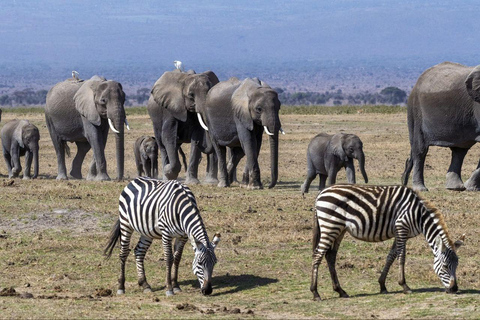 Nairobi: Safari de 7 días por los parques Amboseli, Bogoria y Maasai Mara