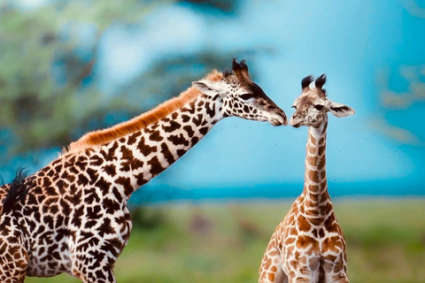 Kenya e Tanzania: Safari della Grande Migrazione di 10 giorni