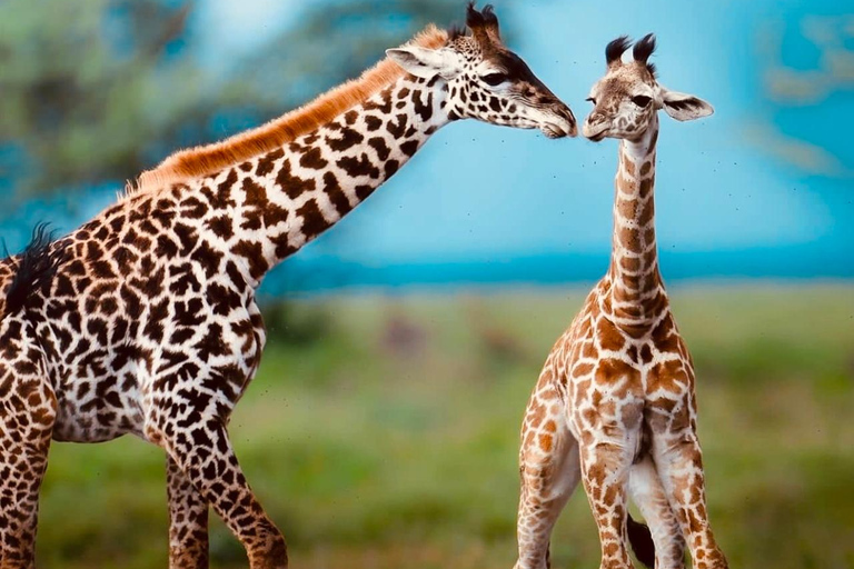 Kenya e Tanzania: Safari della Grande Migrazione di 10 giorni