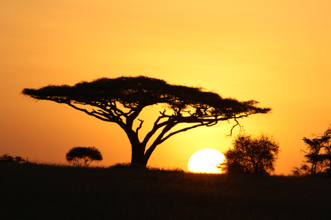 Arusha: 3-Day Safari to Tarangire, Lake Manyara, and …