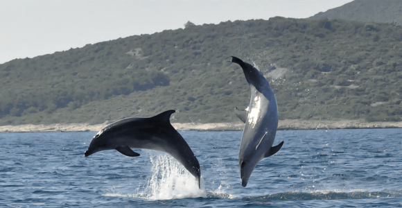 Delfin-Safari-Bootstour ab Jachthafen Funtana