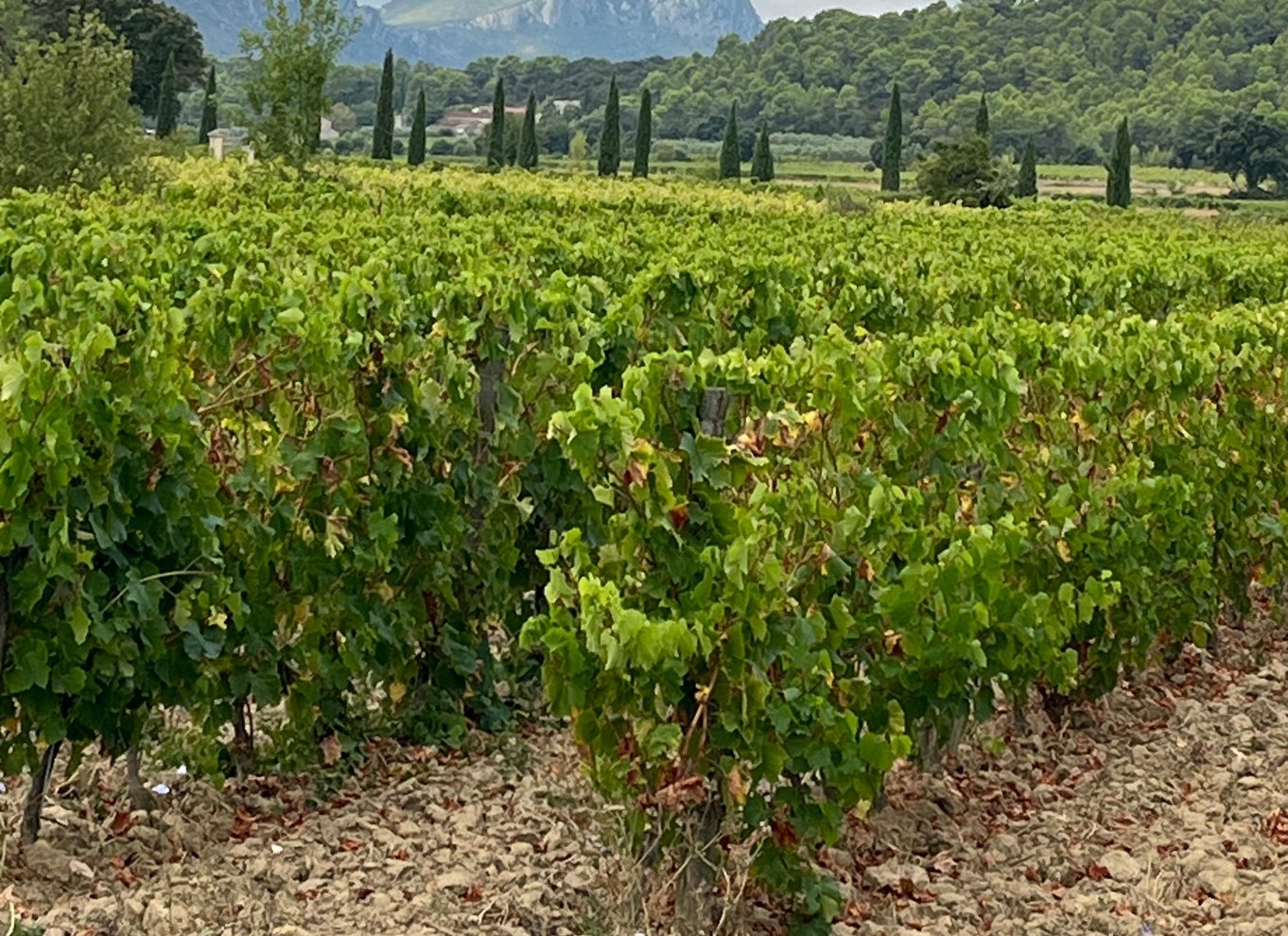 Fra Montpellier: Pic Saint-Loup vin- og madtur