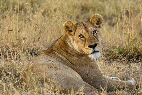 1 NOCHE Y 2 DÍAS EN EL PARQUE NACIONAL DE TARANGIRE Y EL LAGO MANYARA