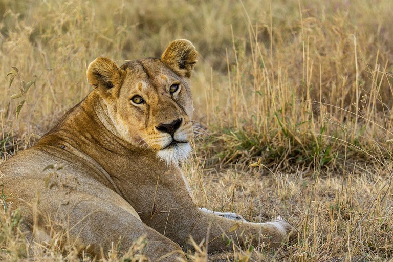 1 NOCHE Y 2 DÍAS EN EL PARQUE NACIONAL DE TARANGIRE Y EL LAGO MANYARA