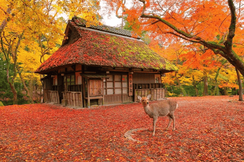 Osaka: Nara, Uji Matcha Experience and Onsen Full Day Tour