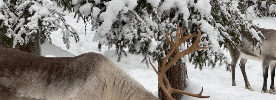 Rovaniemi : voyage au zoo de Ranua (transport, billets)