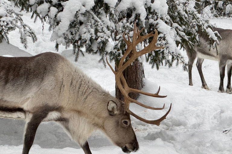 Rovaniemi: trip to the Ranua Zoo (transportation, tickets)