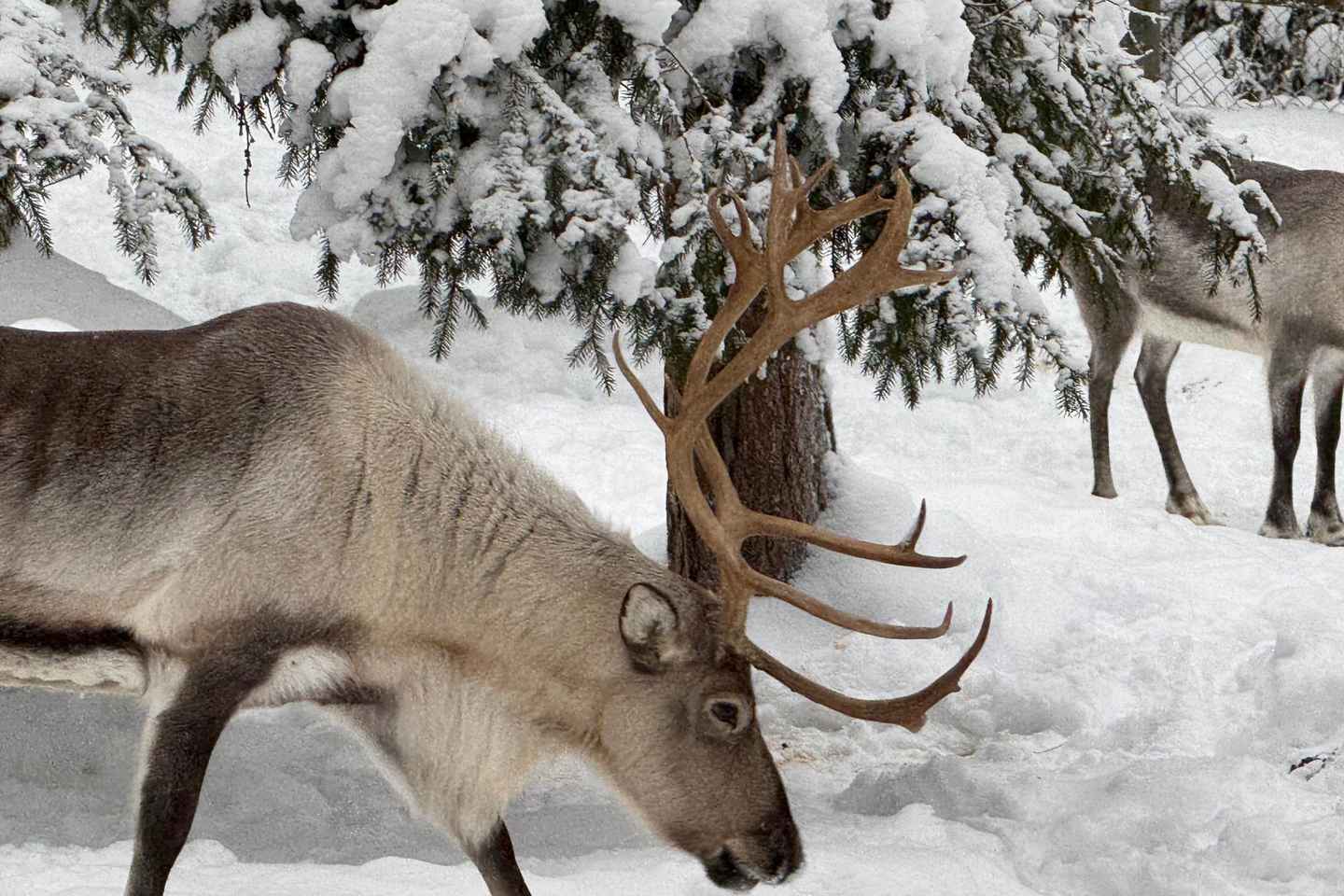 Rovaniemi: trip to the Ranua Zoo (transportation, tickets) - Rovaniemi: trip to the Ranua Zoo (transportation, tickets)