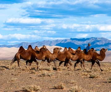 8 DAY GOBI AND CENTRAL MONGOLIA