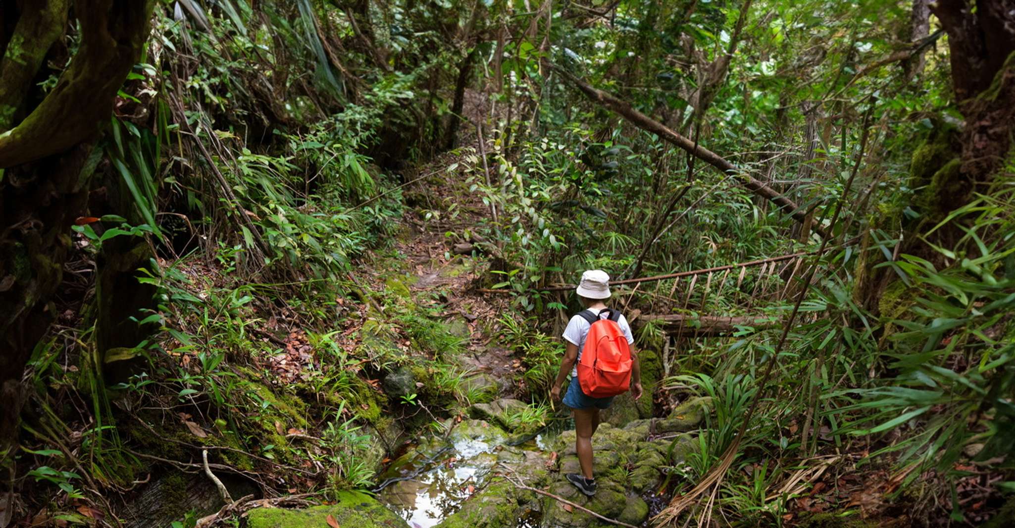 Desde Khao Lak, Khao Sok Jungle Hike & River Tour - Hizvo