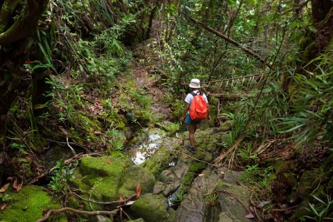 Из Као Лака: поход в джунгли Као Сок и речной тур