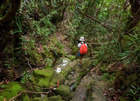 Von Khao Lak, Khao Sok Jungle Wanderung & Flusstour - Hizvo