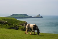 De Cardiff, Swansea, Mumbbles y Gower Coast Full-Day Tour - Housity