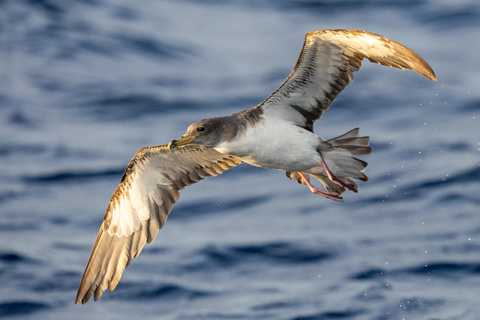 São Miguel: Sunset Boat Tour – Golden Light, Cliffs & Caves
