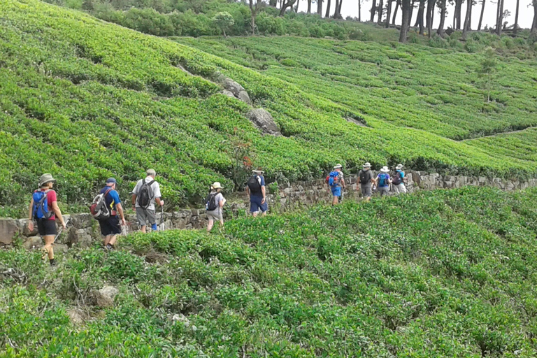 Trekking z Kandy do Ella