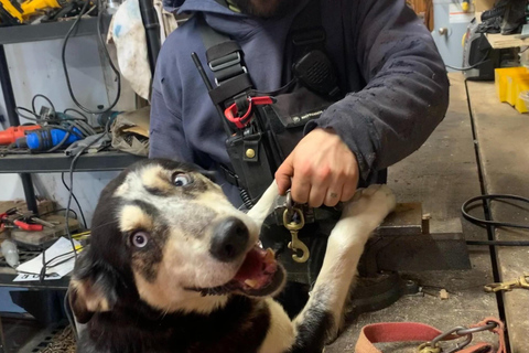 Lévis: Husky Snactuary Visit with Hot or Cold Drink