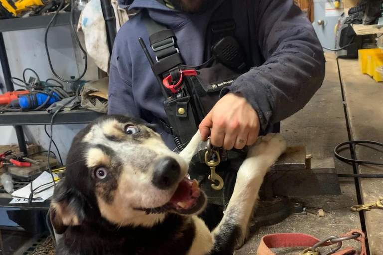 Lévis: Husky Snactuary Visit with Hot or Cold Drink