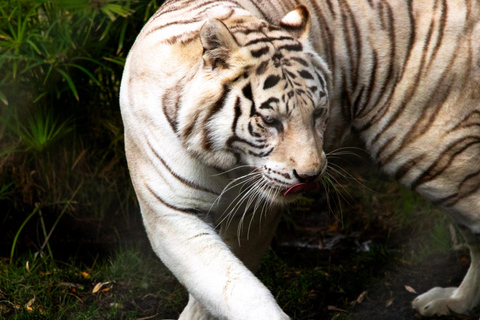 Depuis Santiago : Safari Park, une expérience sauvagePoint de rencontre : Encomenderos 260, Las Condes