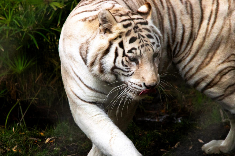 Depuis Santiago : Safari Park, une expérience sauvagePoint de rencontre : Encomenderos 260, Las Condes