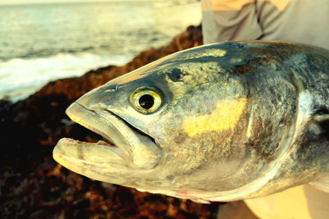 Lanzarote: Guided Shore Fishing Trip with Gear & Guide