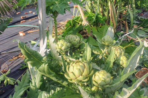 Brisbane Farm Day Trip | Ellia's Garden Scenic Rim