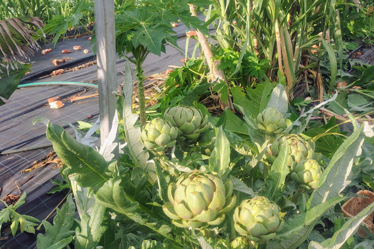 Brisbane Farm Day Trip | Ellia's Garden Scenic Rim