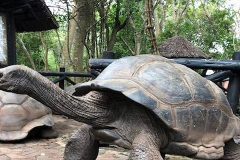 ZANZÍBAR: Stone Town, Prison Island y Nakupenda SandbankTOUR PRIVADO SIN SERVICIO DE REGRESO AL HOTEL