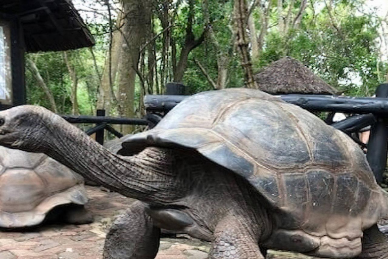 ZANZÍBAR: Stone Town, Prison Island y Nakupenda SandbankTOUR PRIVADO SIN SERVICIO DE REGRESO AL HOTEL