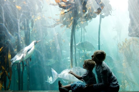 Cape Town: Private Family Tour with Aquarium & Chocolate