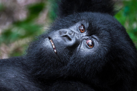 Rwanda Gorilla vandring SAfaris