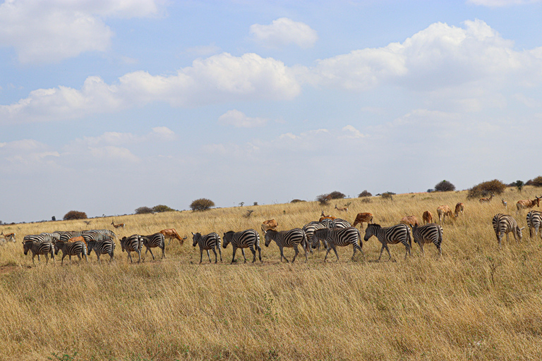 Nairobi National Park, Giraffe Center, Orpanage &amp; Bomas Trip