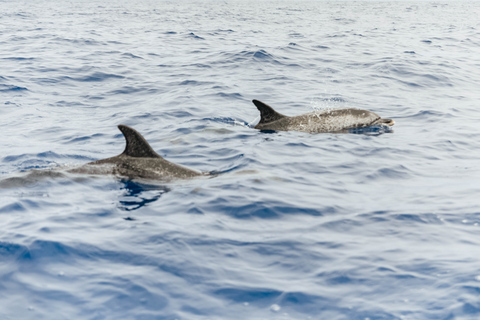 Depuis Funchal : Aventure avec les dauphins en bateau rapide