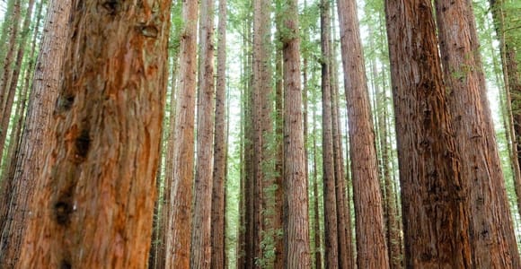 Yarra Valley: Tagestour mit Redwoods, Wein und Wildtieren