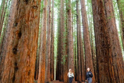 Yarra Valley Day Tour with Redwoods, Wine and Wildlife Wildlife Tour Option