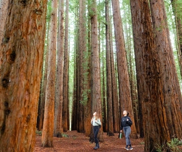 Melbourne: tour della Yarra Valley tra vino e sequoie