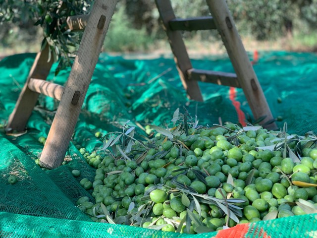 Visit Full tour: let's discover how to make olive oil tour in Gargano