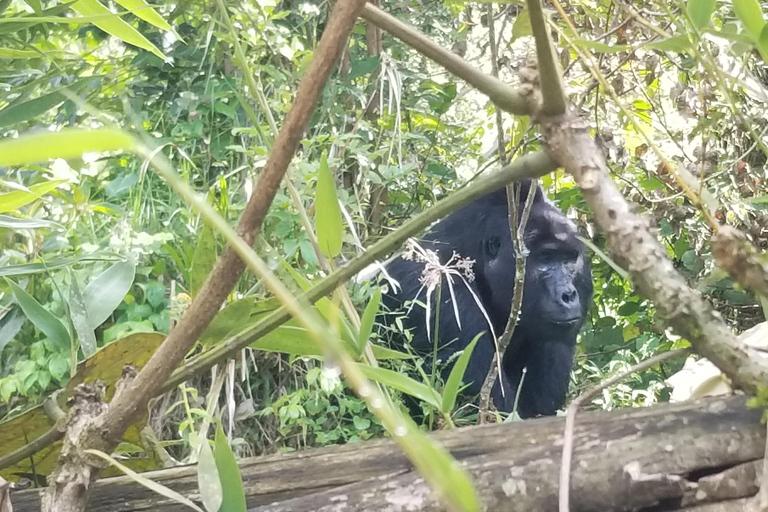 Vanuit Kigali: 2-daagse Uganda Gorilla trektocht