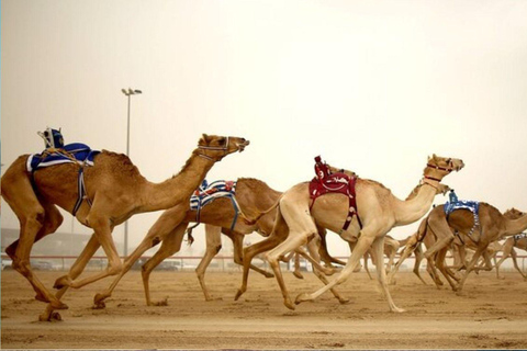 جولة ليوم واحد في شمال وغرب قطر مع خدمة النقل من الدوحةجولة ليوم واحد إلى شمال وغرب قطر مع خدمة النق