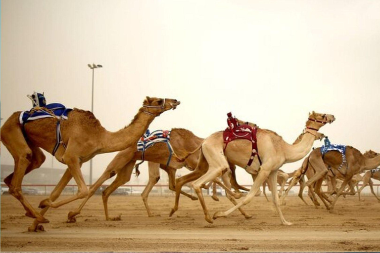 جولة ليوم واحد في شمال وغرب قطر مع خدمة النقل من الدوحةجولة ليوم واحد إلى شمال وغرب قطر مع خدمة النق