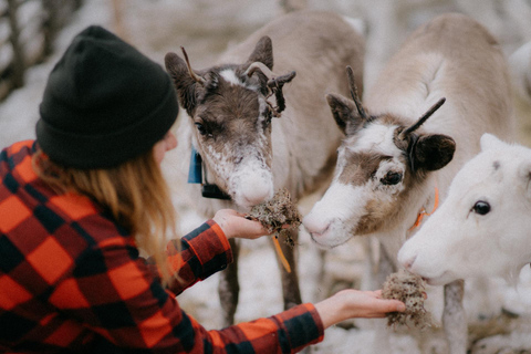 Levi: Höstvandring och besök på renfarmHöstvandring och besök på renfarm