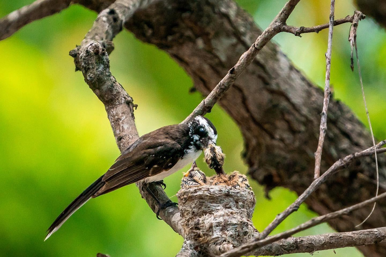 From Mirissa - Yala National Park Leopard Safari Day Tour 4 h Yala Half Day Safari Tour