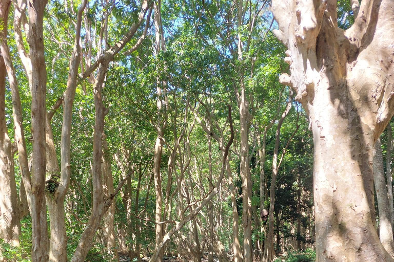 Tour particular de luxo e único no sudoeste da Maurícia