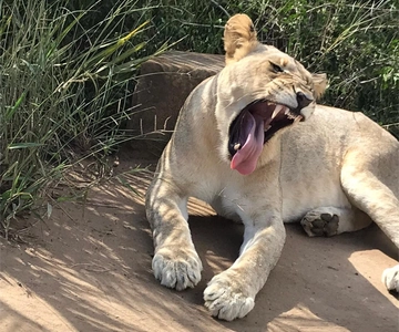 Richards Bay to Hluhluwe-Imfolozi Park Safari Full Day Tour