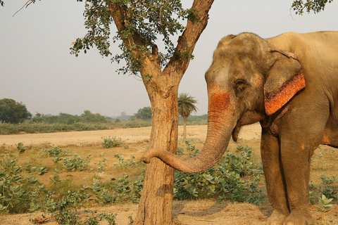 Au départ de Delhi, visite du Taj Mahal au lever du soleil avec conservation des éléphantsUniquement des services de guides touristiques