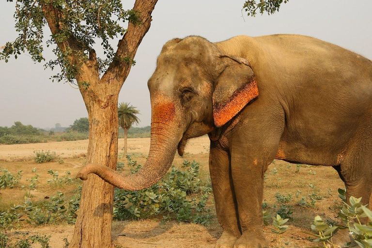 Au départ de Delhi, visite du Taj Mahal au lever du soleil avec conservation des éléphantsUniquement des services de guides touristiques