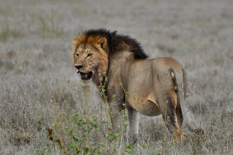 Day trip to Tarangire National Park