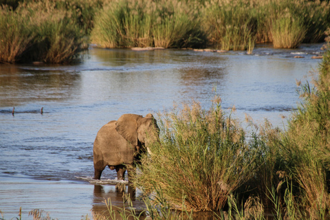 Tour privato del parco nazionale Kruger