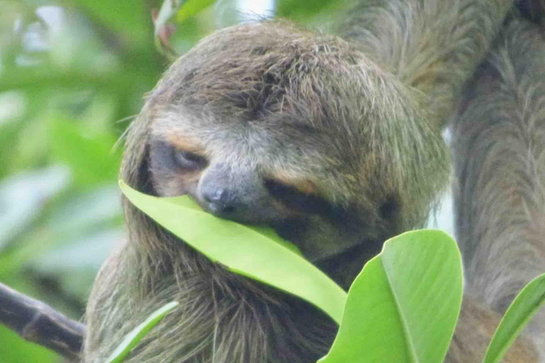 Bocas del Toro : tour en bateau de l&#039;île aux singes et de Cayo Coral