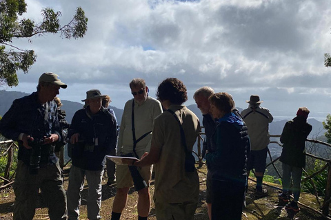 Madeira: Birdwatching - The Endemics